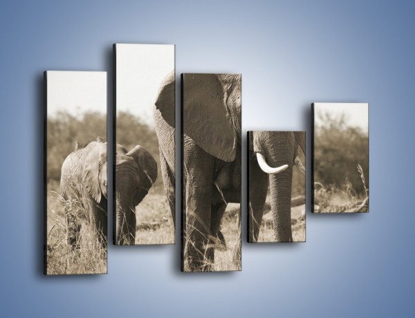 Obraz na płótnie – Wędrówki słoni przez sawannę – pięcioczęściowy Z081W4