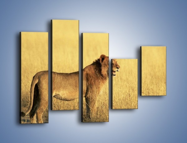 Obraz na płótnie – Czujny wzrok lwicy – pięcioczęściowy Z091W4