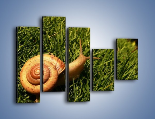 Obraz na płótnie – Z ślimakiem przez łąkę – pięcioczęściowy Z103W4