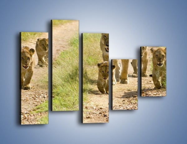 Obraz na płótnie – Spacer z małymi lwiątkami – pięcioczęściowy Z112W4