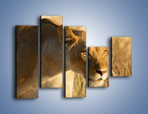 Obraz na płótnie – Polowanie z lwicą – pięcioczęściowy Z132W4