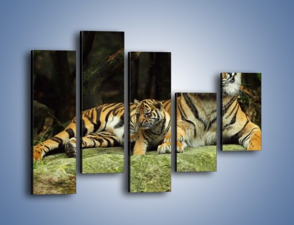 Obraz na płótnie – Tygrysia mamusia z maleństwem – pięcioczęściowy Z138W4