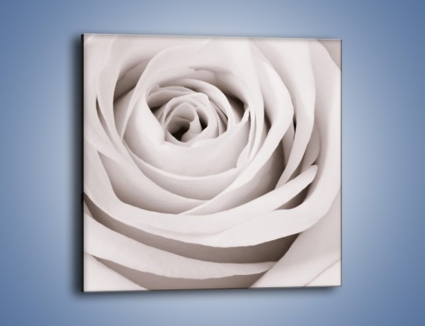 Obraz na płótnie – Niewinna biel róży – jednoczęściowy kwadratowy K180