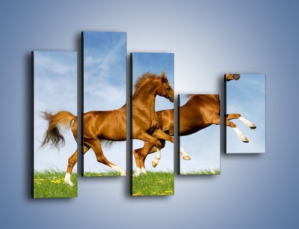 Obraz na płótnie – Skok przez pole z końmi – pięcioczęściowy Z147W4