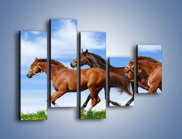 Obraz na płótnie – Galopujące stado brązowych koni – pięcioczęściowy Z172W4
