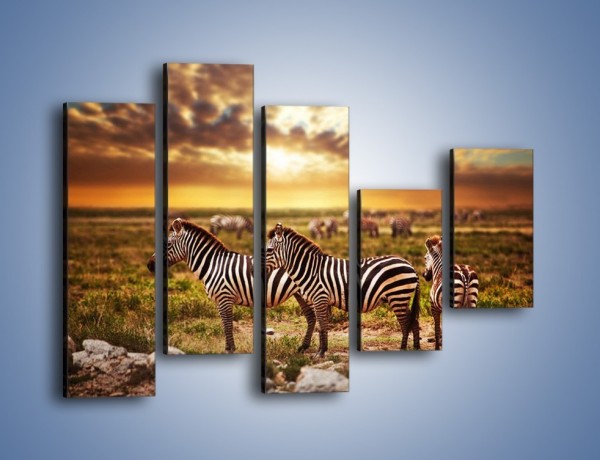 Obraz na płótnie – Zebra w dwóch kolorach – pięcioczęściowy Z221W4