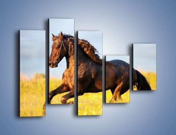 Obraz na płótnie – Dziki koń i jego mięśnie – pięcioczęściowy Z232W4