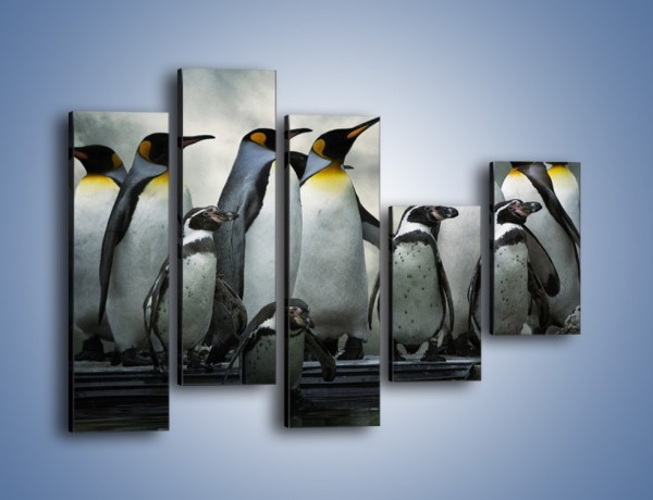 Obraz na płótnie – Pingwinki z madagaskaru – pięcioczęściowy Z247W4