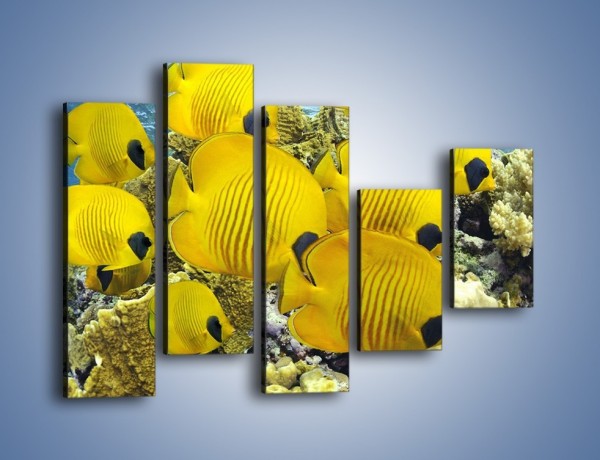 Obraz na płótnie – Słoneczne ryby w oceanie – pięcioczęściowy Z252W4