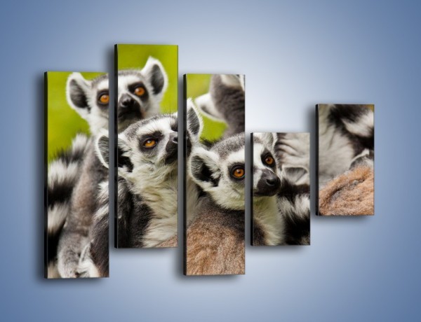 Obraz na płótnie – Wszystko wiedzące lemury – pięcioczęściowy Z259W4