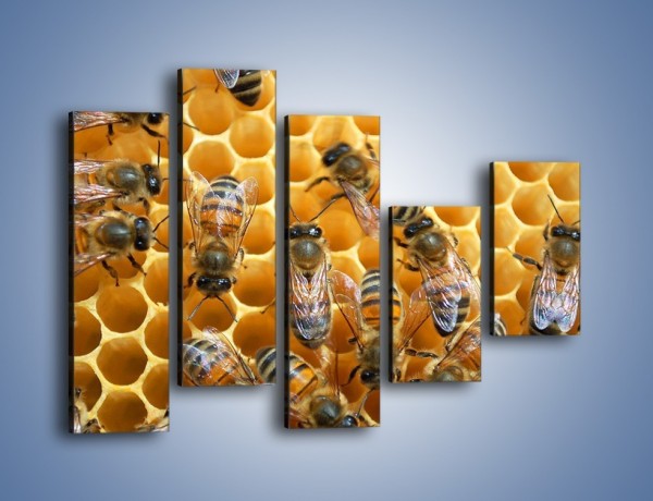 Obraz na płótnie – Pszczoły na plastrze miodu – pięcioczęściowy Z265W4