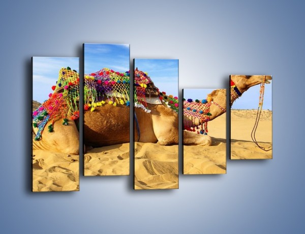 Obraz na płótnie – Wystrojony wielbłąd na pustyni – pięcioczęściowy Z266W4