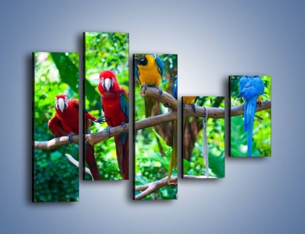 Obraz na płótnie – Obrażona koleżanka w gronie papug – pięcioczęściowy Z269W4