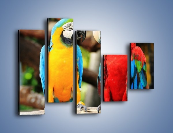 Obraz na płótnie – Ploty papuzie – pięcioczęściowy Z276W4