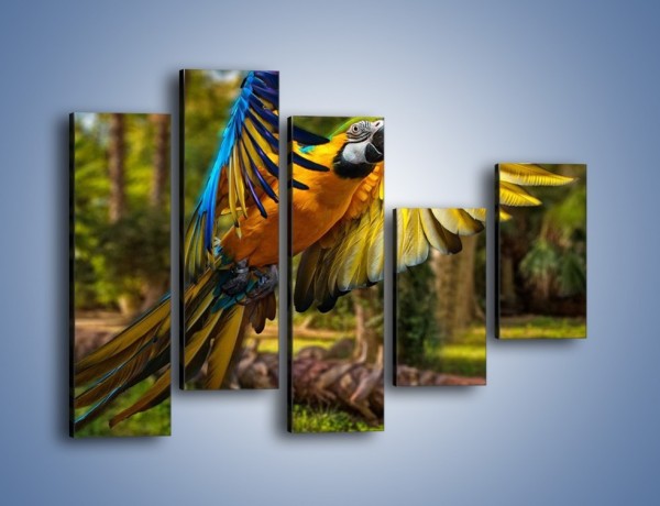 Obraz na płótnie – Rozłożone barwne skrzydła papugi – pięcioczęściowy Z281W4