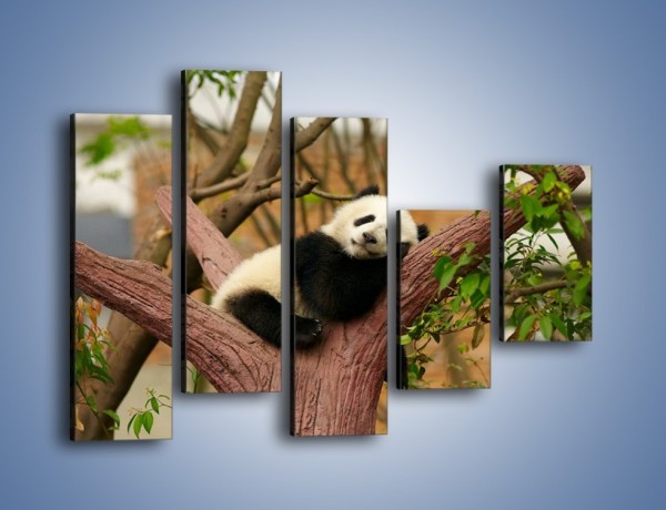 Obraz na płótnie – Sen pandy na drzewie – pięcioczęściowy Z286W4
