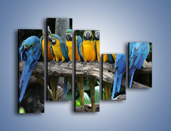 Obraz na płótnie – Narada papuziej rodziny – pięcioczęściowy Z307W4