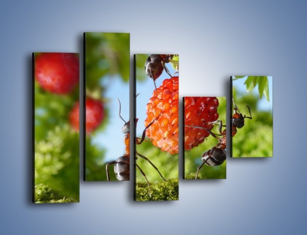 Obraz na płótnie – Mrówki i owoce – pięcioczęściowy Z309W4