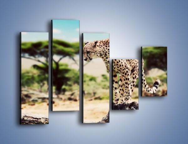 Obraz na płótnie – Cała zwinność geparda – pięcioczęściowy Z315W4
