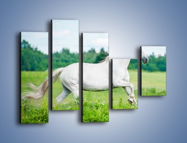 Obraz na płótnie – Biały koń i leśna polana – pięcioczęściowy Z317W4