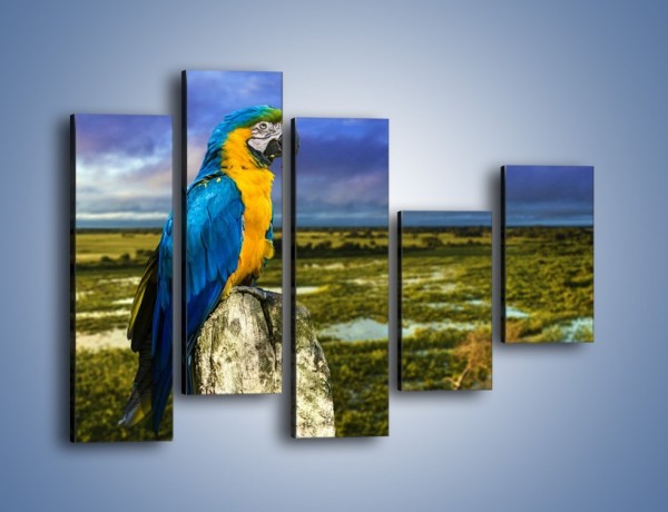 Obraz na płótnie – Papuga w kolorze wzburzonego nieba – pięcioczęściowy Z320W4
