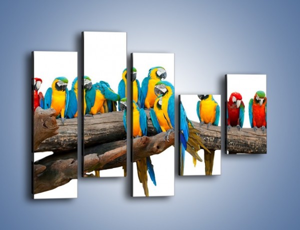 Obraz na płótnie – Kolorowe stado papug – pięcioczęściowy Z326W4