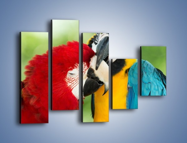 Obraz na płótnie – Miłość między papugami – pięcioczęściowy Z333W4