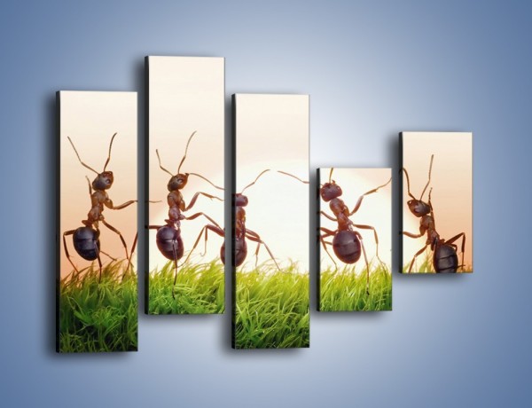 Obraz na płótnie – Taniec mrówek na trawie – pięcioczęściowy Z338W4