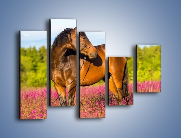 Obraz na płótnie – Koń w lawendowym polu – pięcioczęściowy Z340W4