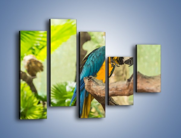 Obraz na płótnie – Zła potargana papuga – pięcioczęściowy Z345W4