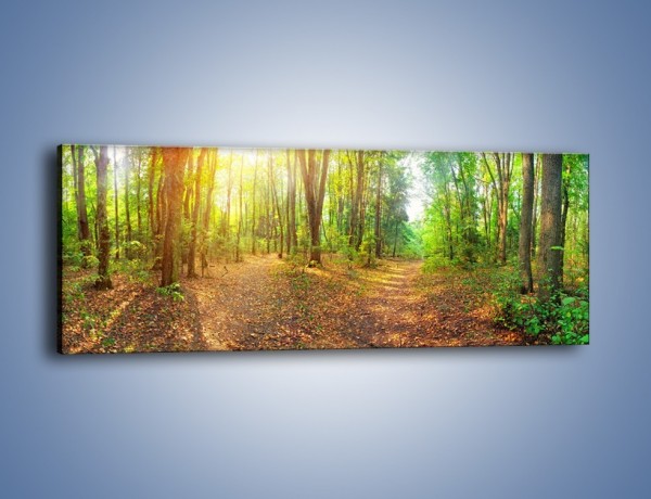 Obraz na płótnie – Przejrzysty piękny las – jednoczęściowy panoramiczny KN1344A