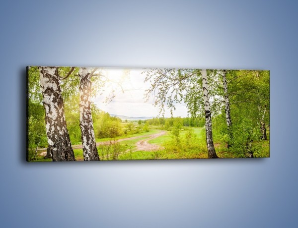 Obraz na płótnie – Polski las i brzozy – jednoczęściowy panoramiczny KN1348A