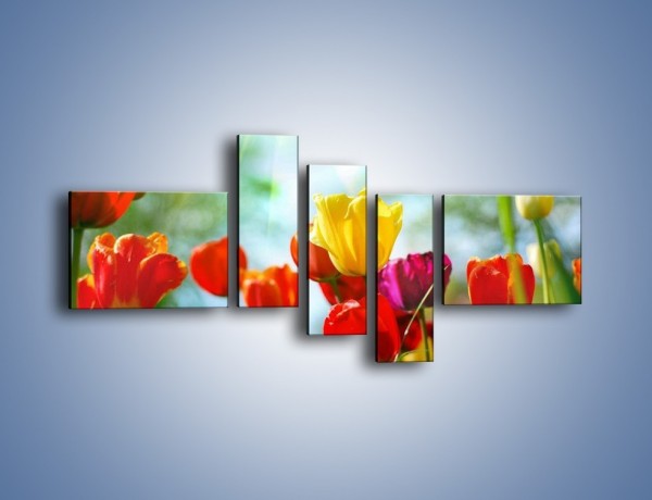 Obraz na płótnie – Pole polskich tulipanów – pięcioczęściowy K011W5