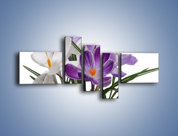 Obraz na płótnie – Biało-fioletowe krokusy – pięcioczęściowy K020W5
