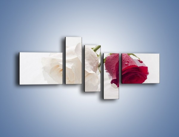Obraz na płótnie – Róża biała czy czerwona – pięcioczęściowy K077W5