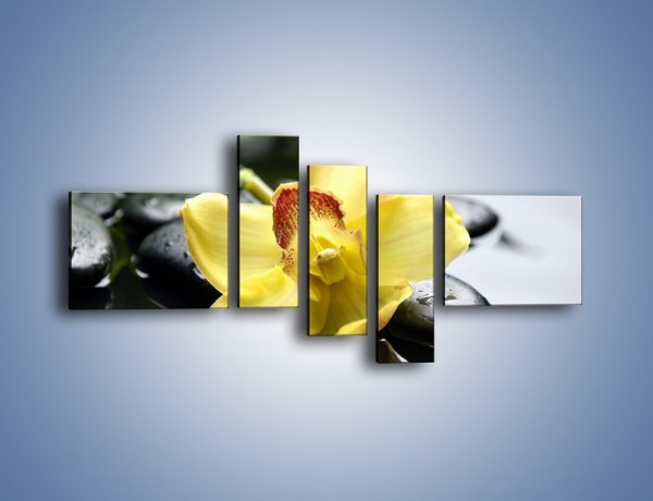 Obraz na płótnie – Żółty kwiat na mokrych kamieniach – pięcioczęściowy K155W5
