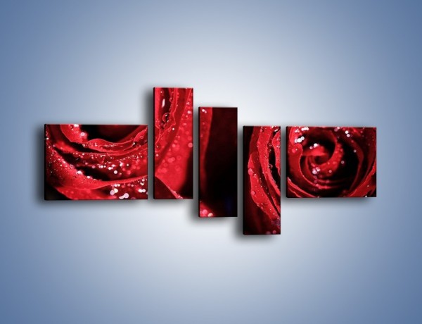 Obraz na płótnie – Róża czerwona jak wino – pięcioczęściowy K170W5