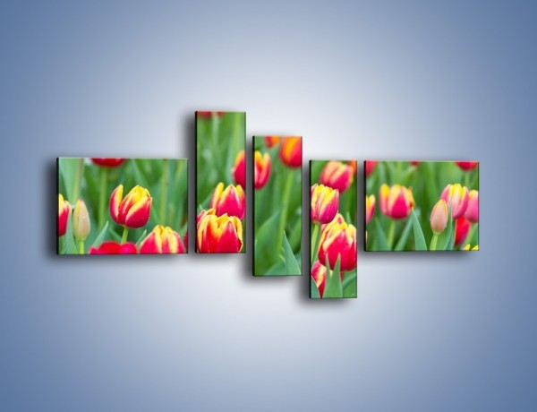 Obraz na płótnie – Spacer wśród czerwonych tulipanów – pięcioczęściowy K231W5