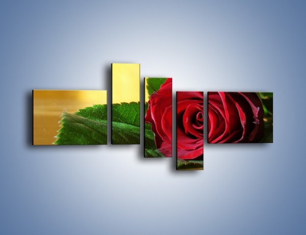 Obraz na płótnie – Róża w domowym zaciszu – pięcioczęściowy K339W5