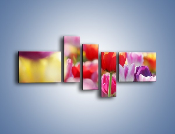 Obraz na płótnie – Boso przez tulipany – pięcioczęściowy K344W5