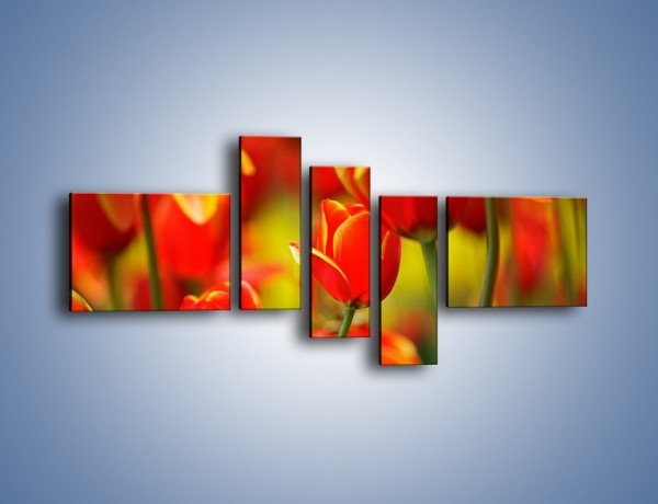 Obraz na płótnie – Wyraźny charakter tulipanów – pięcioczęściowy K349W5
