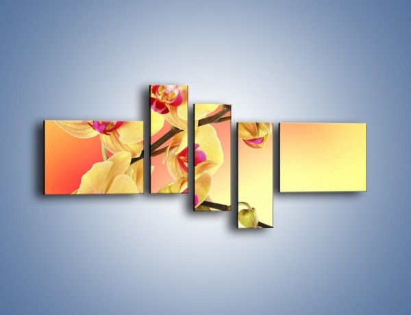 Obraz na płótnie – Kwiat w kolorze grejfruta – pięcioczęściowy K649W5