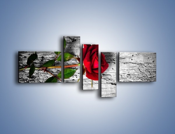 Obraz na płótnie – Róża na surowym tle – pięcioczęściowy K843W5