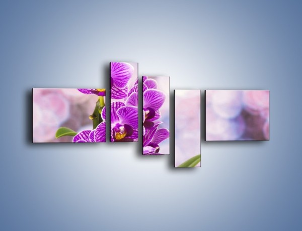 Obraz na płótnie – Storczyk i fioletowe tło – pięcioczęściowy K863W5