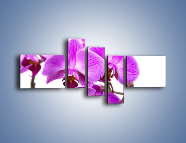 Obraz na płótnie – Samotne kwiaty bez dodatków – pięcioczęściowy K870W5