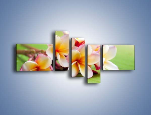 Obraz na płótnie – Nowa odmiana magnolii – pięcioczęściowy K899W5