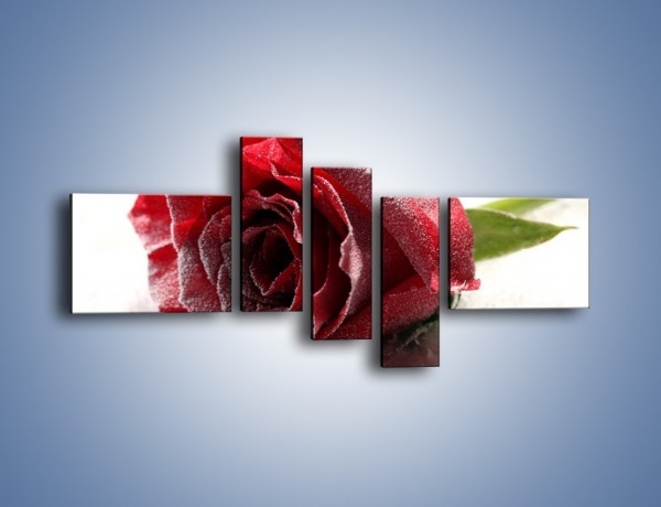 Obraz na płótnie – Zimne podłoże i czerwona róża – pięcioczęściowy K933W5