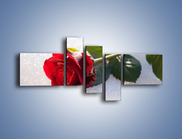 Obraz na płótnie – Gorąca róża na zmrożonej tafli – pięcioczęściowy K946W5
