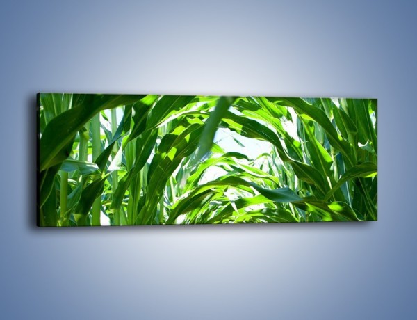 Obraz na płótnie – Wąskie pasmo zieleni – jednoczęściowy panoramiczny KN154