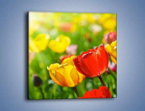 Obraz na płótnie – Wiosenne piękno w tulipanach – jednoczęściowy kwadratowy K213